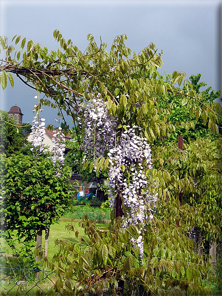 foto Fiori e Animali